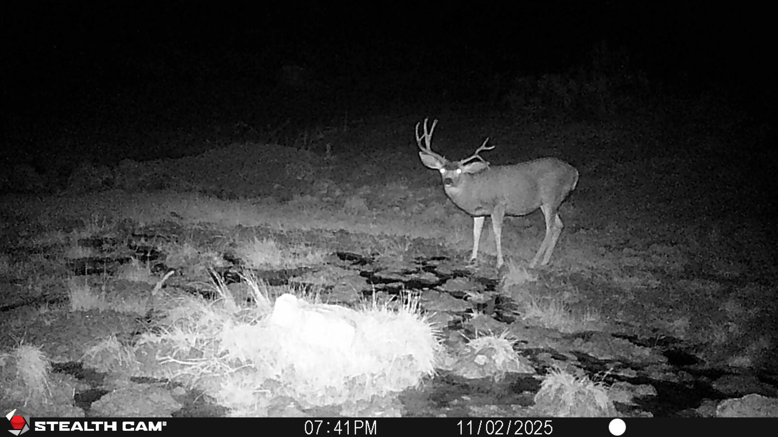 Paradise at Gooseberry