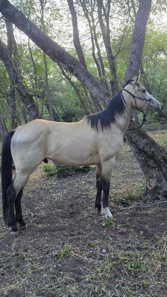 3 year old grade gelding