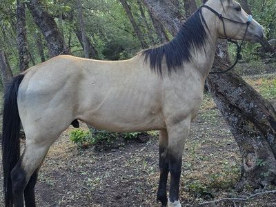3 year old grade gelding