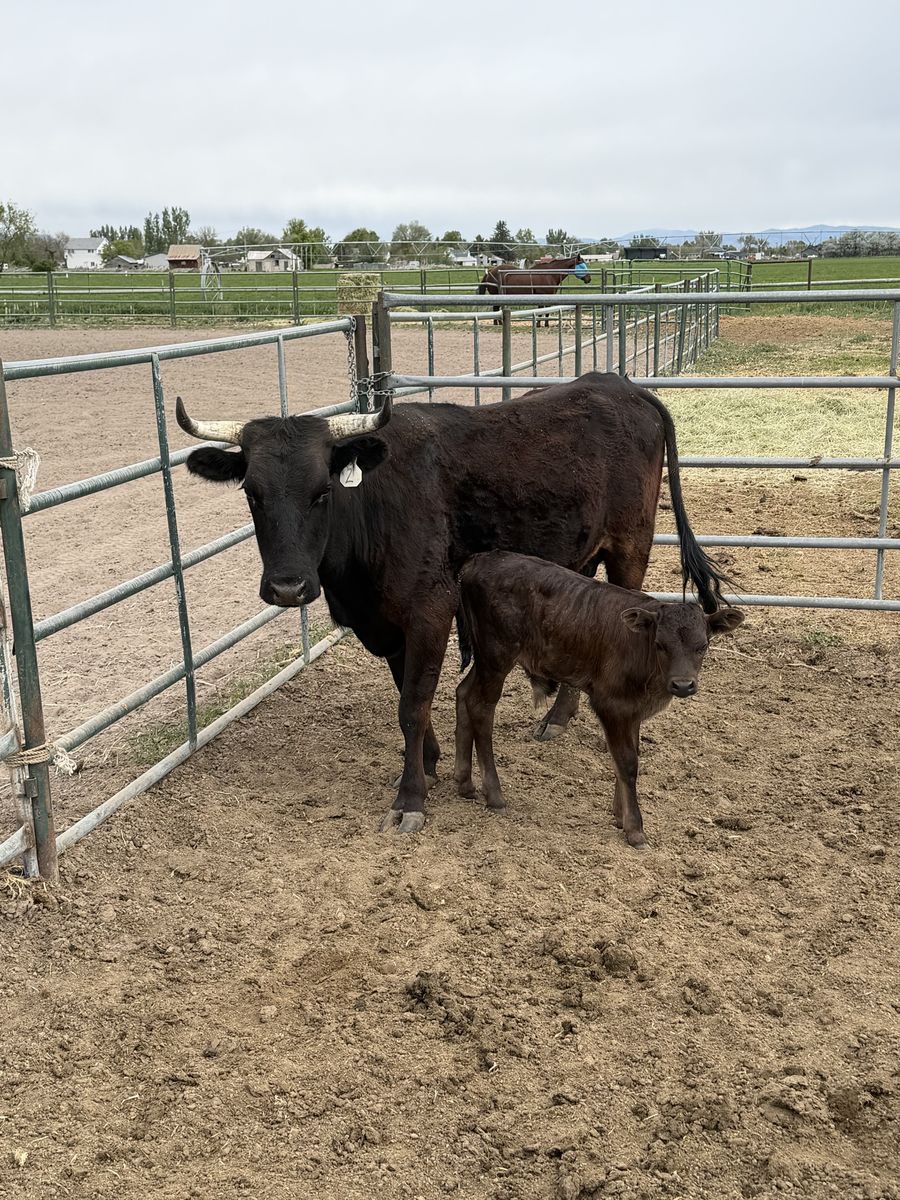 Corriente cow calf pair