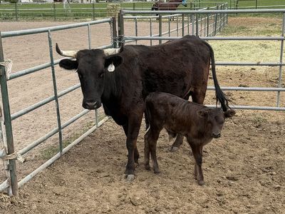 Corriente cow calf pair