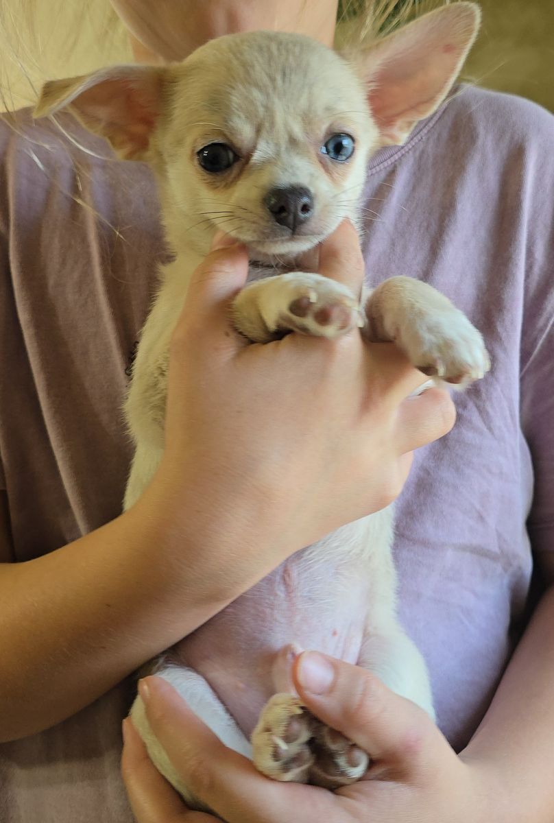 AKC Male Chihuahua Puppy! Ready Now!