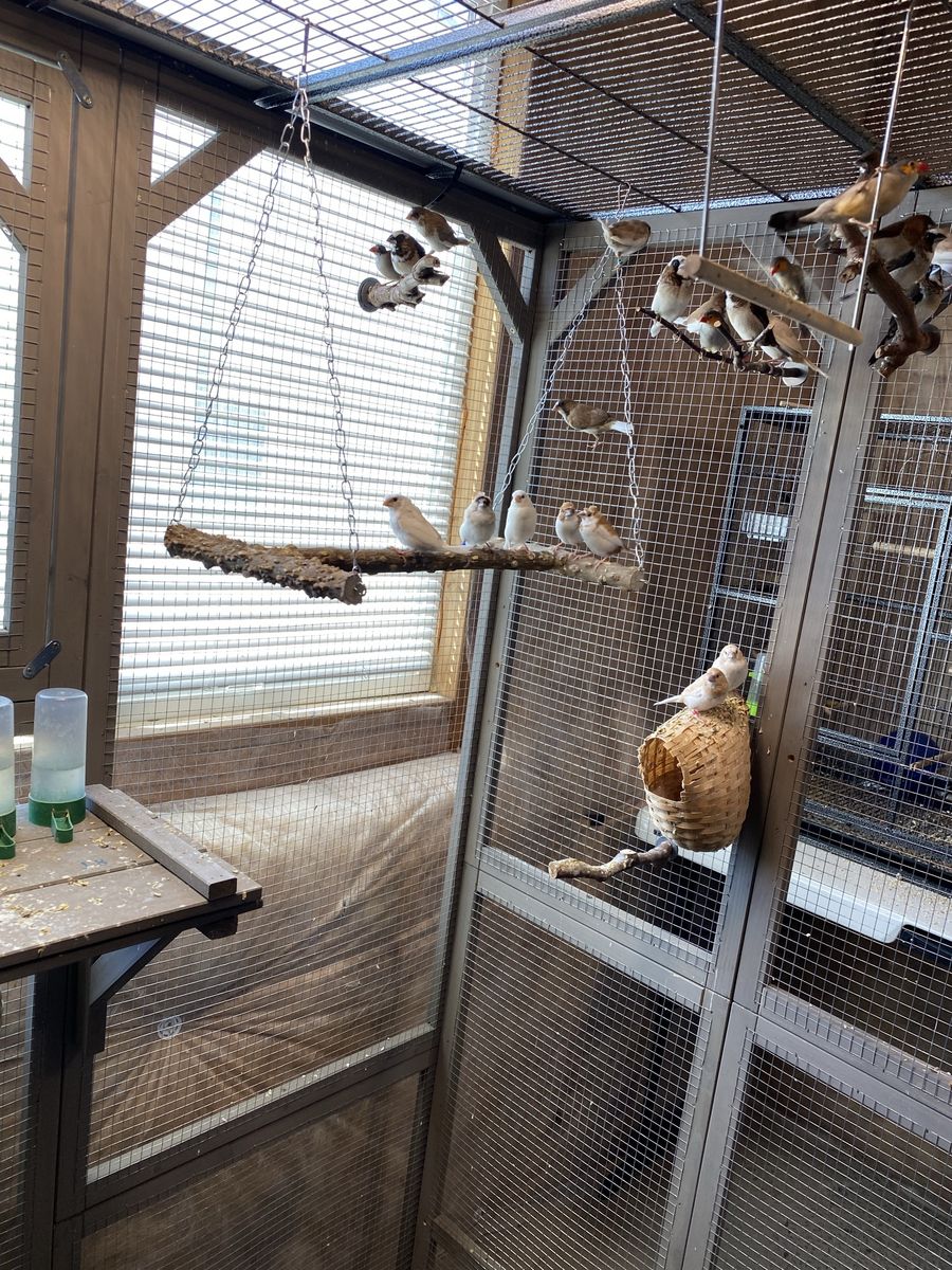 Society Finches