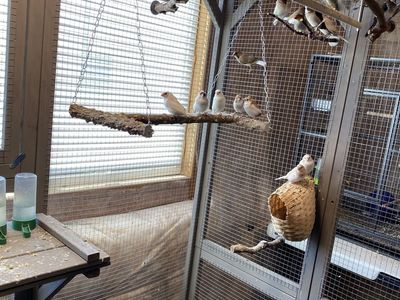 Society Finches