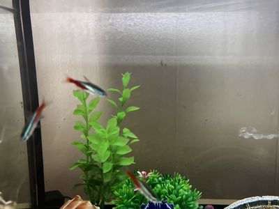 Three Tetra fish