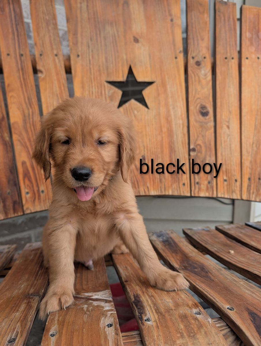 Dark Red Golden Retriever