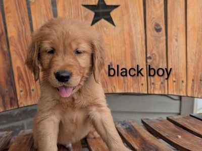 Dark Red Golden Retriever