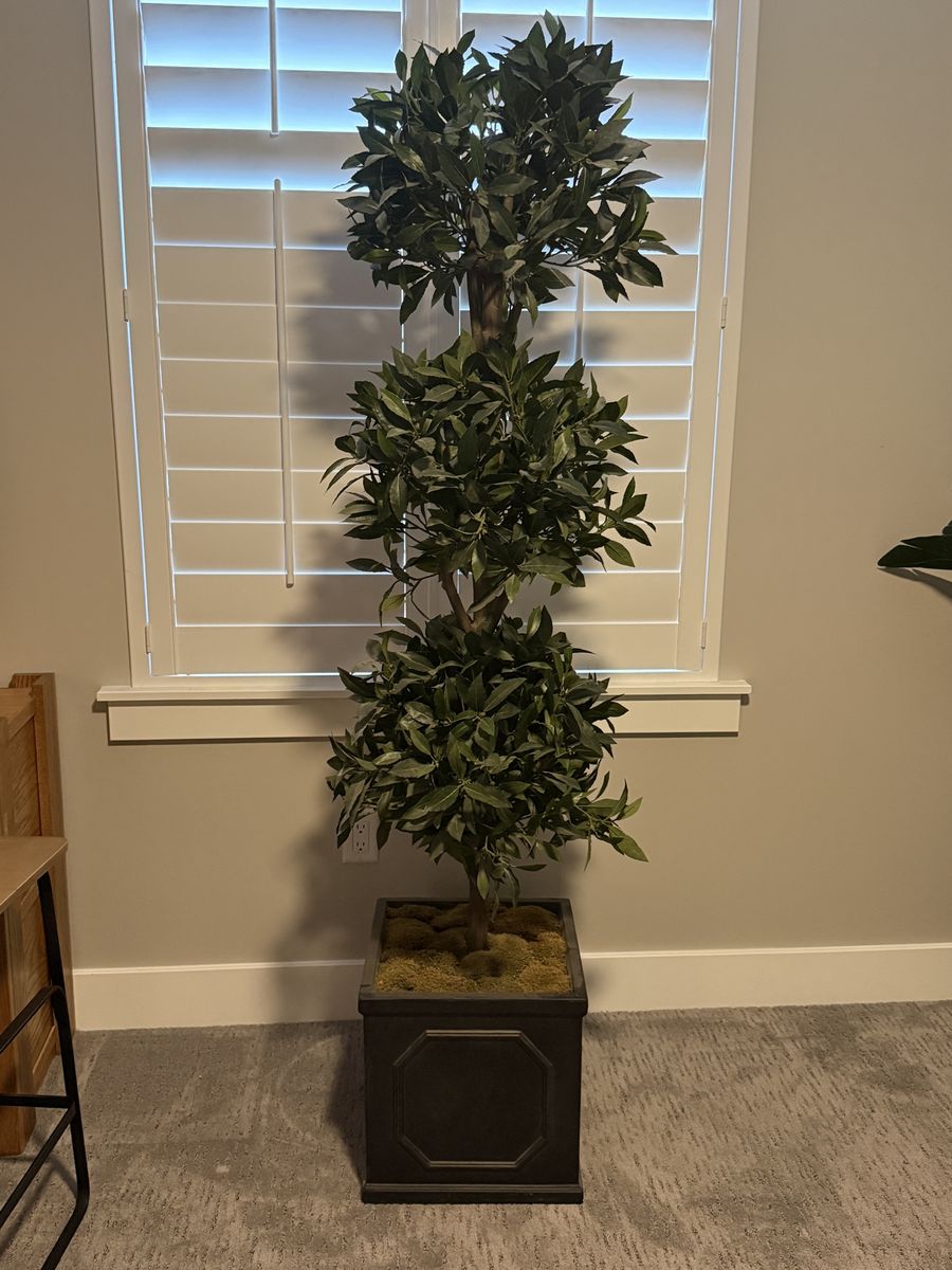 Indoor Topiary Tree