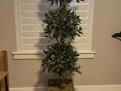Indoor Topiary Tree