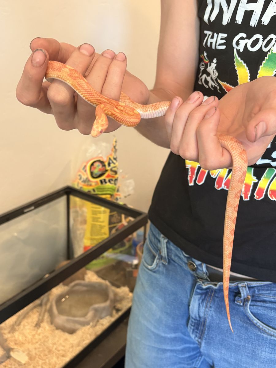 Red/Orange Corn Snake