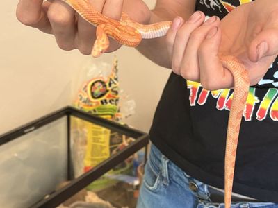 Red/Orange Corn Snake