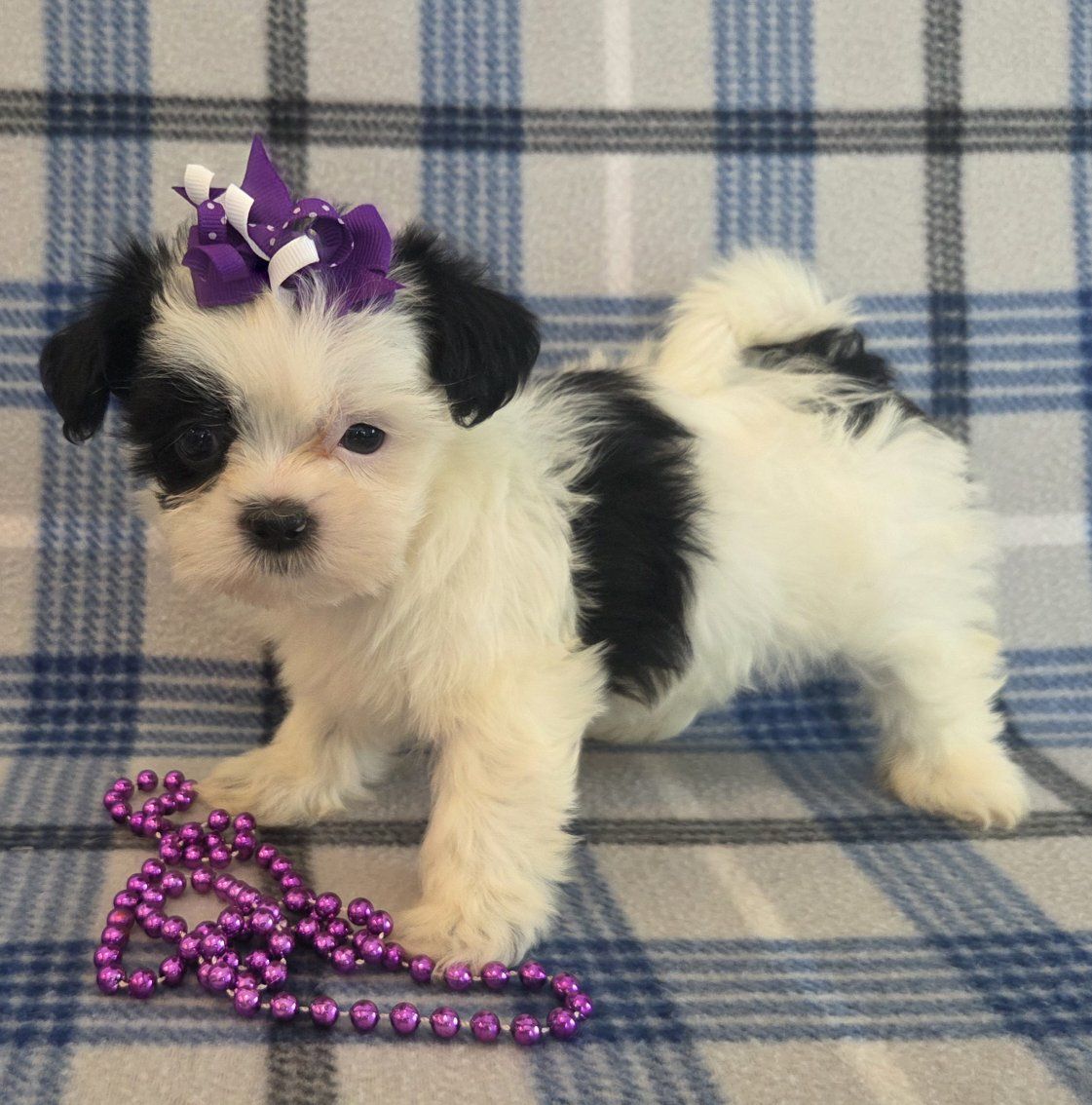SO CUTE!  Tiny Shorkie Puppies!
