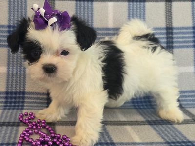 SO CUTE! Tiny Shorkie Puppies!