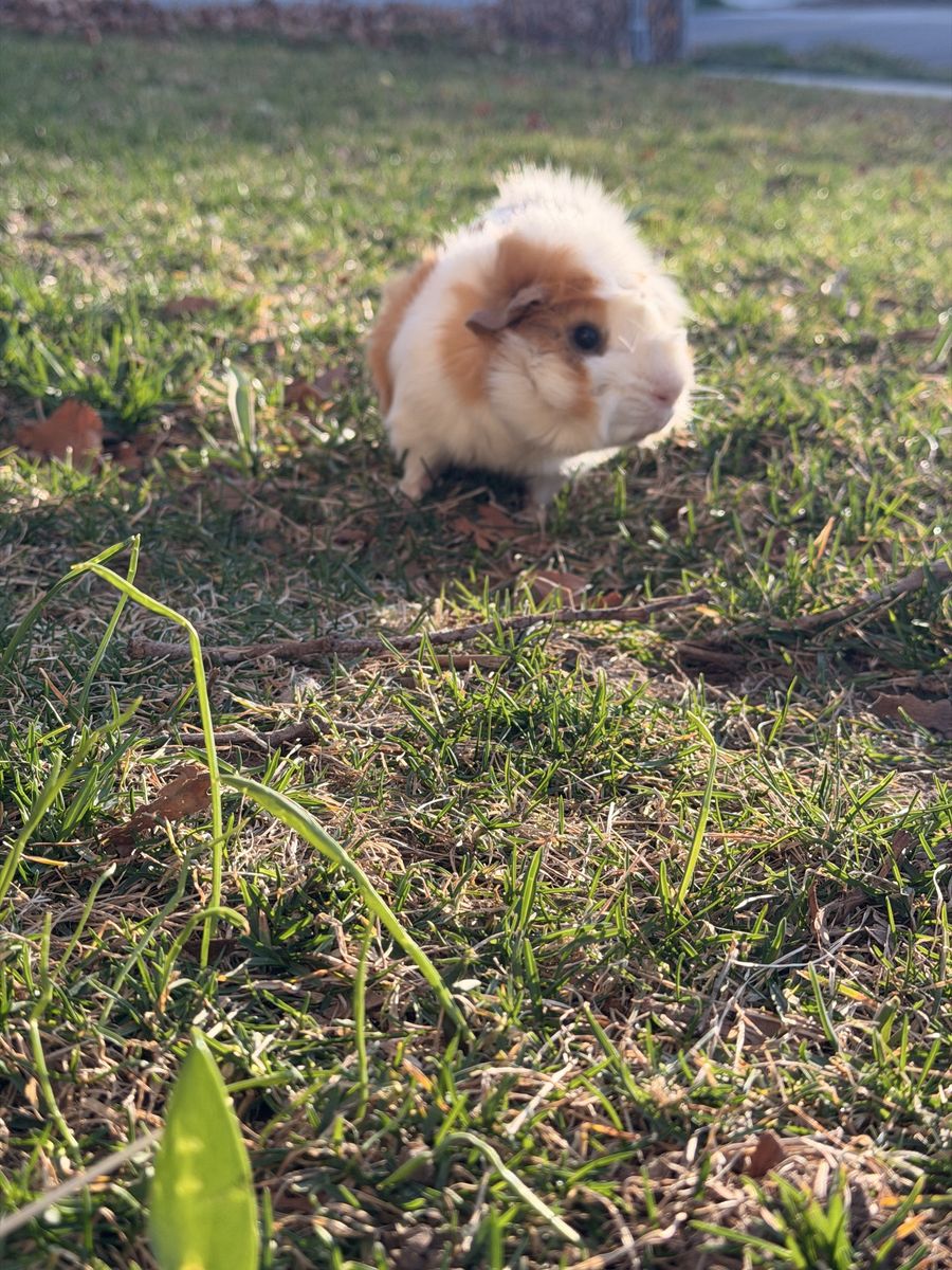 Guinea pig