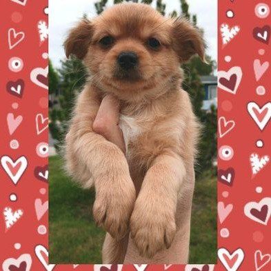 (3) Cutest Pekingese/ Shih Tzu Mix Male Puppies