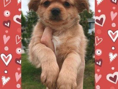 MICRO Shih Tzu/ Pekingese Male Puppies
