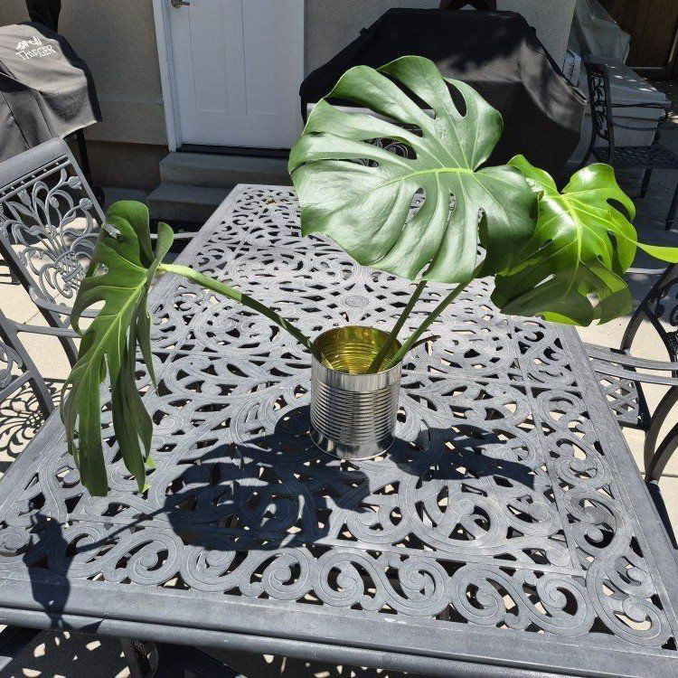 Monstera Deliciosa Plant Cutting - Large Leaves, Established Aerial Root