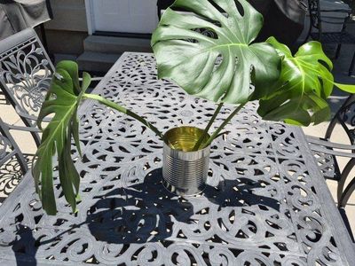 Monstera Deliciosa Plant Cutting - Large Leaves, Established Aerial Root