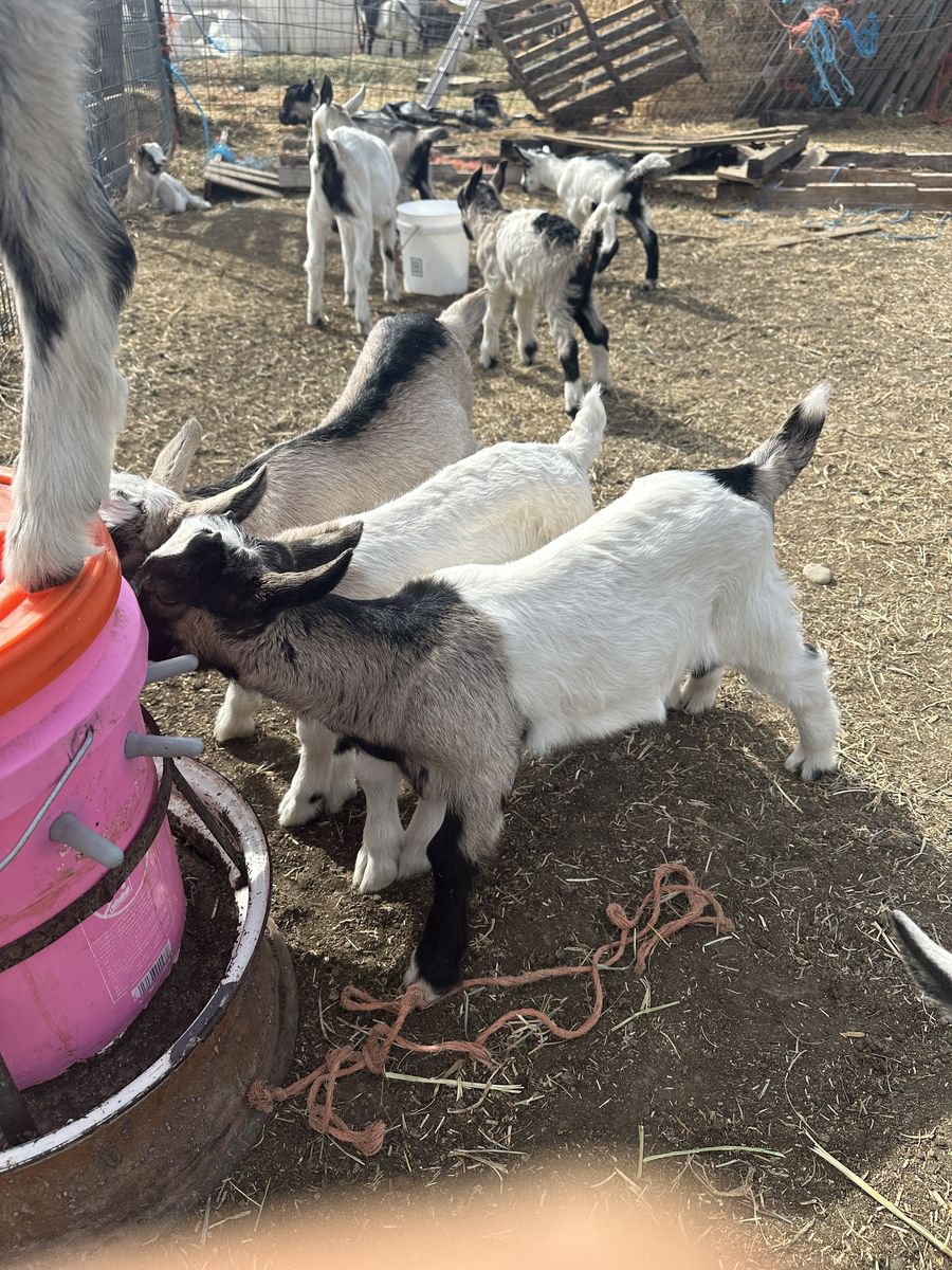 Alpine pack goats