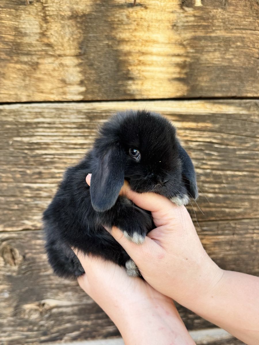 Pedigreed Holland Lop Doe
