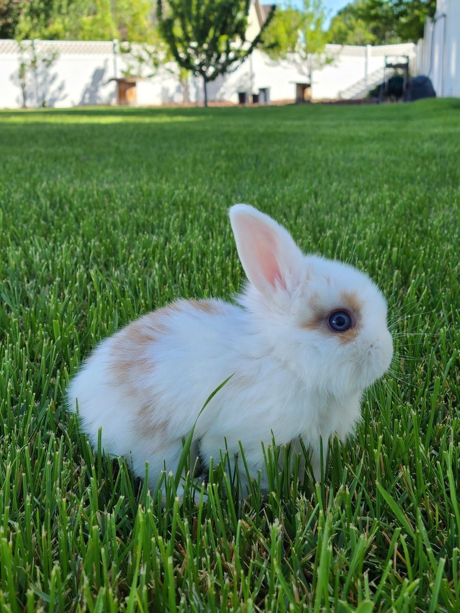 Purebred Holland Lop Bunnies