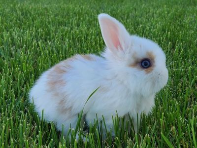 Purebred Holland Lop Bunnies