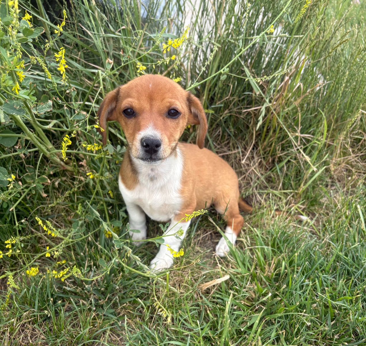 Mini Australian shepherd/ mini dachshund puppies
