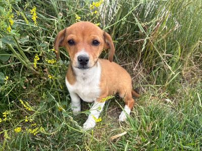 Mini Australian shepherd/ mini dachshund puppies