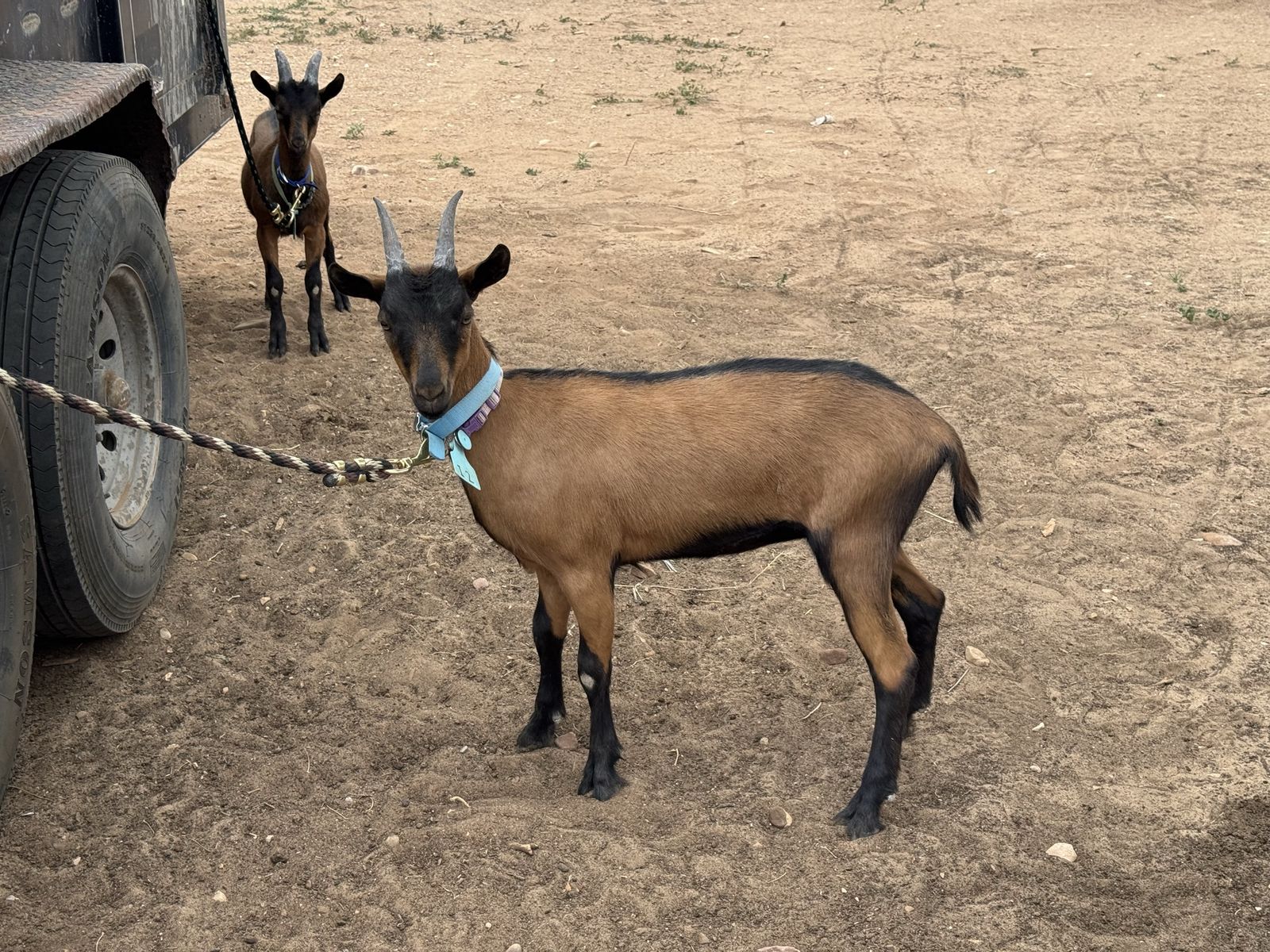 Three oberhasli Goats - Healthy and Ready for New Home