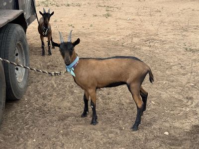 Three oberhasli Goats - Healthy and Ready for New Home