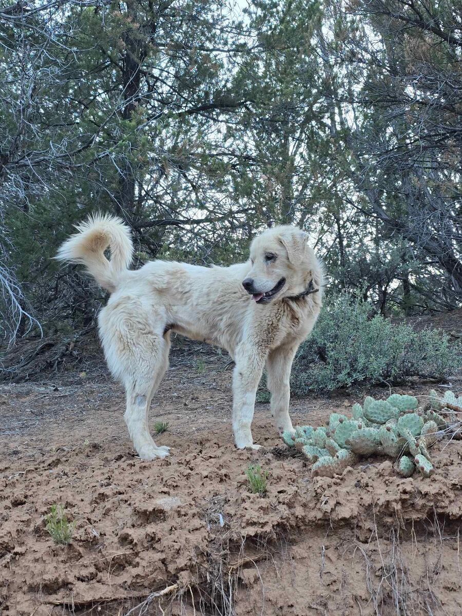 Great Pyrenees