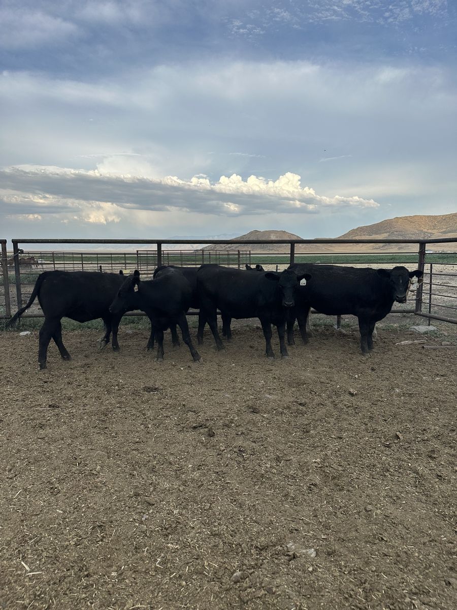 Bred Heifers - March/April Calvers