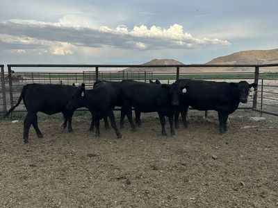 Bred Heifers - March/April Calvers