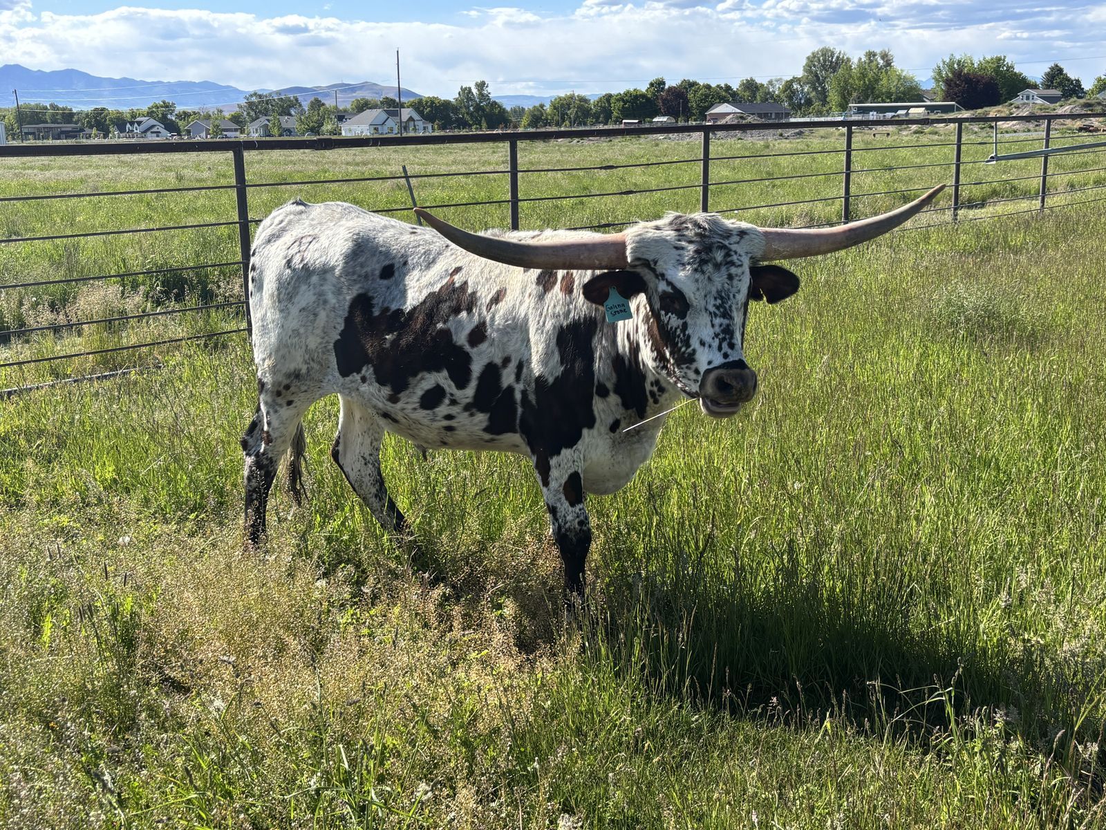 Texas Longhorn Cattle