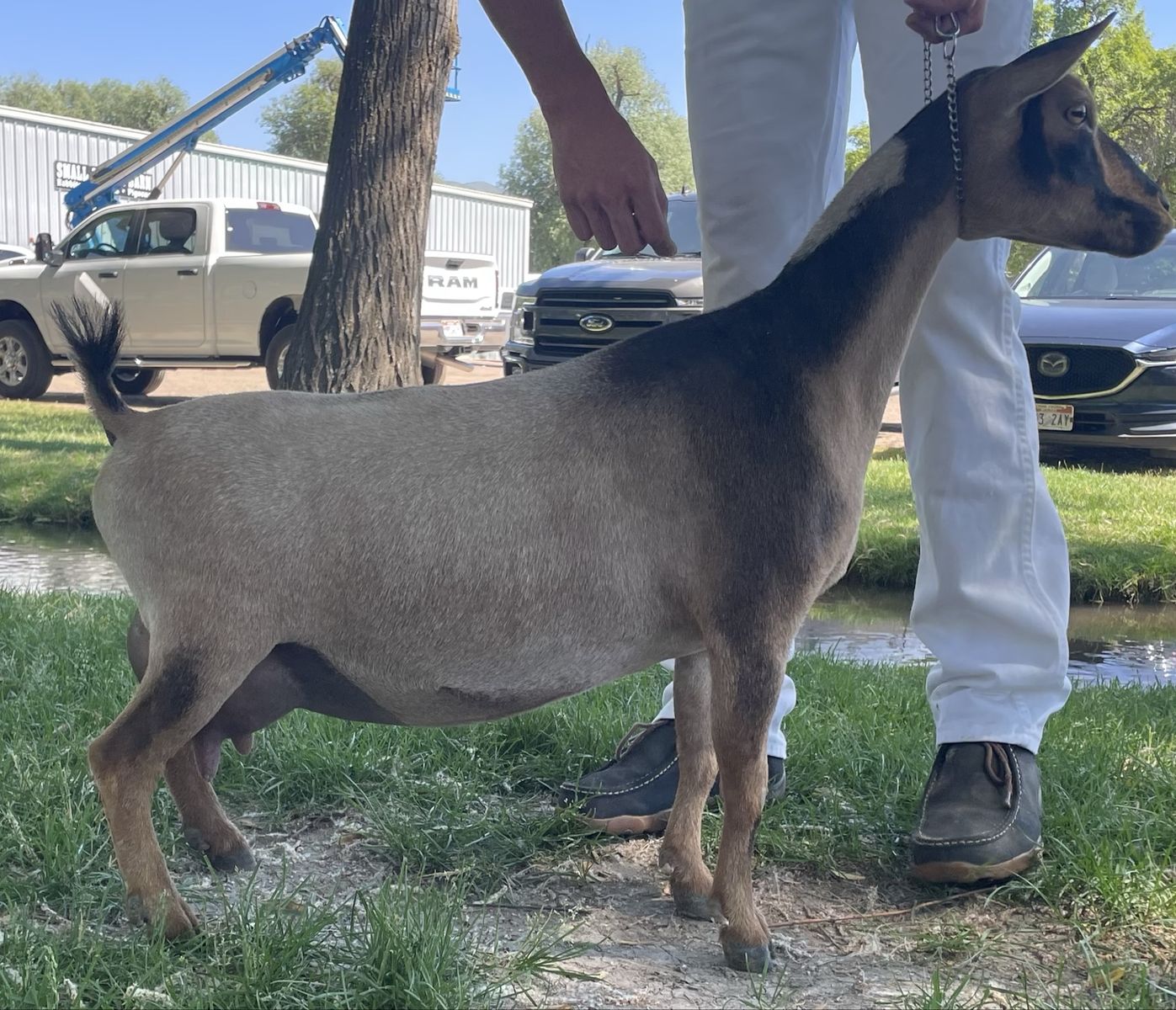 ADGA Registered Doe
