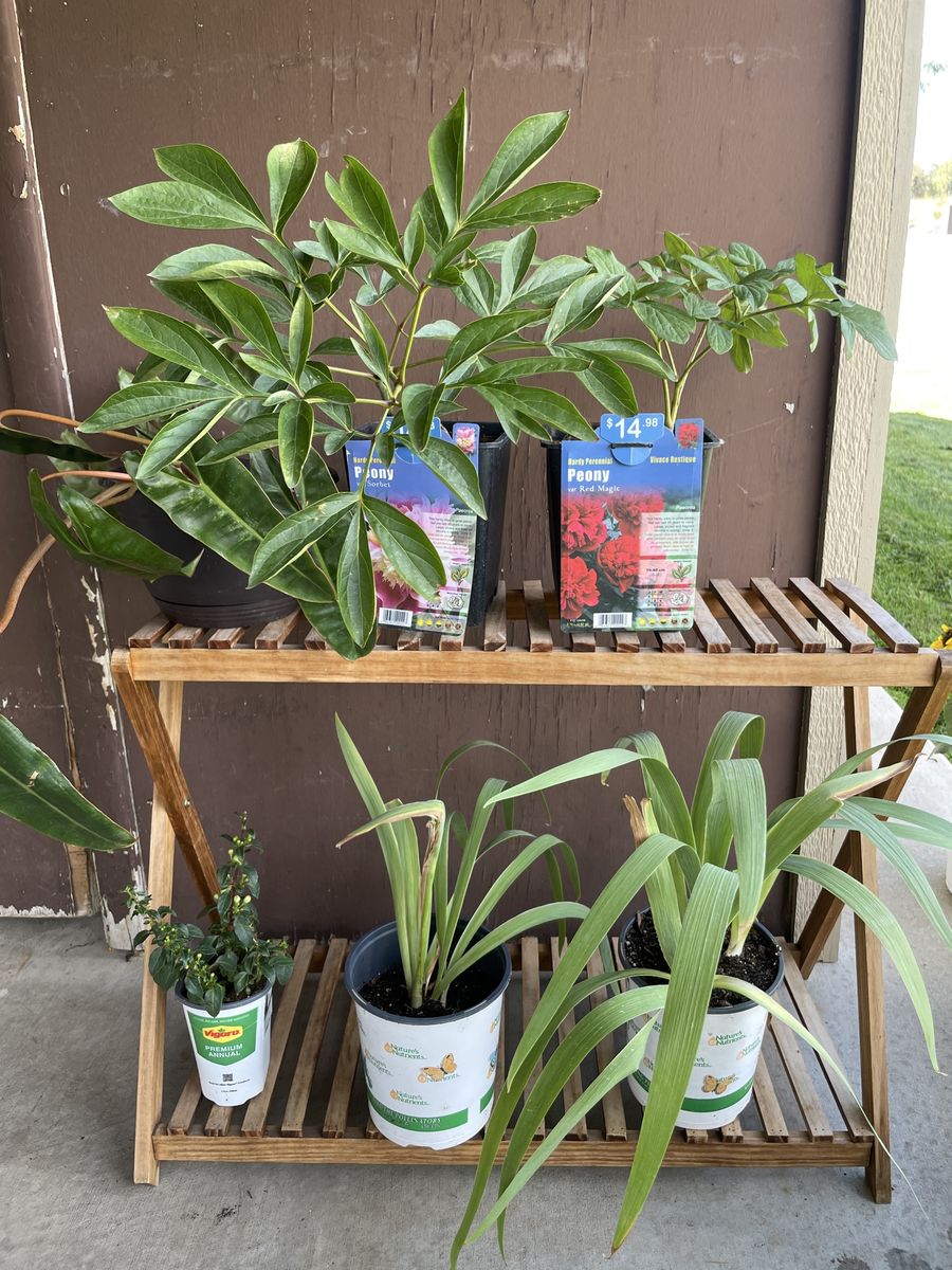 Peonies (Sorbet, Red Magic), Iris(purple)2, Philodendron Billietiae, and Fuschia