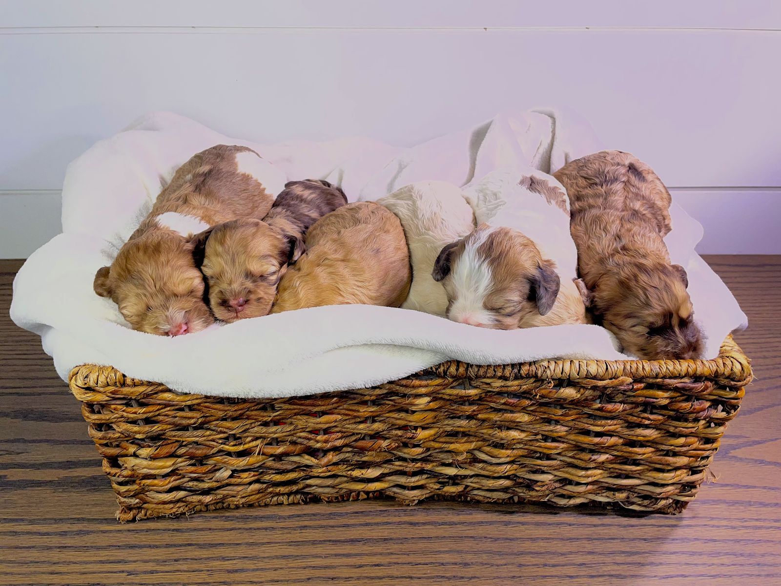 Cockapoo Puppies