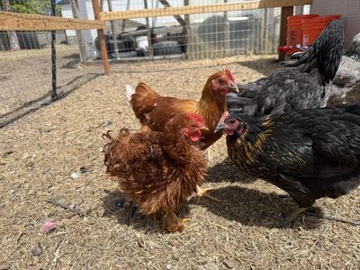 Bantam Frizzle Rooster
