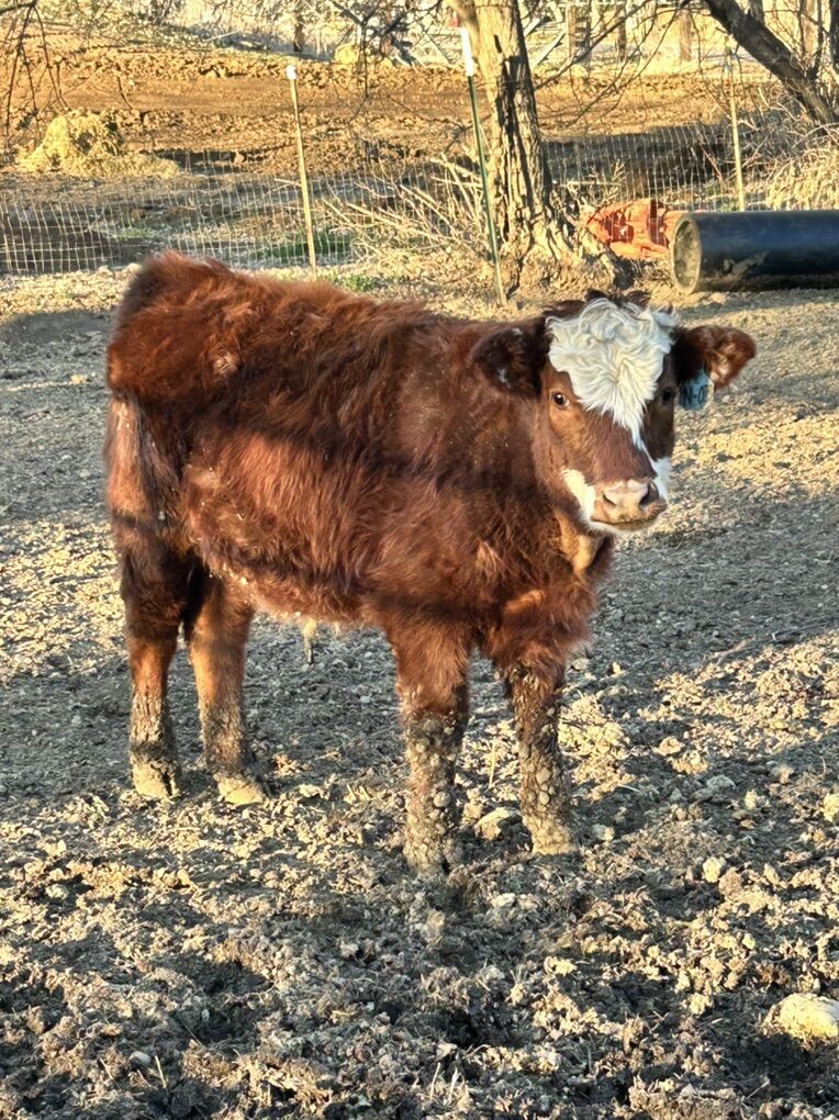 Mini Herford x Dexter Steer
