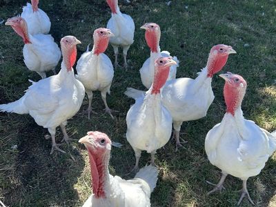 Pasture Raised Meat Turkeys (preorder)