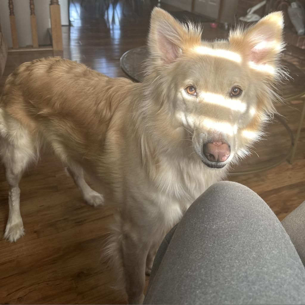 Hello my name is Shiba
