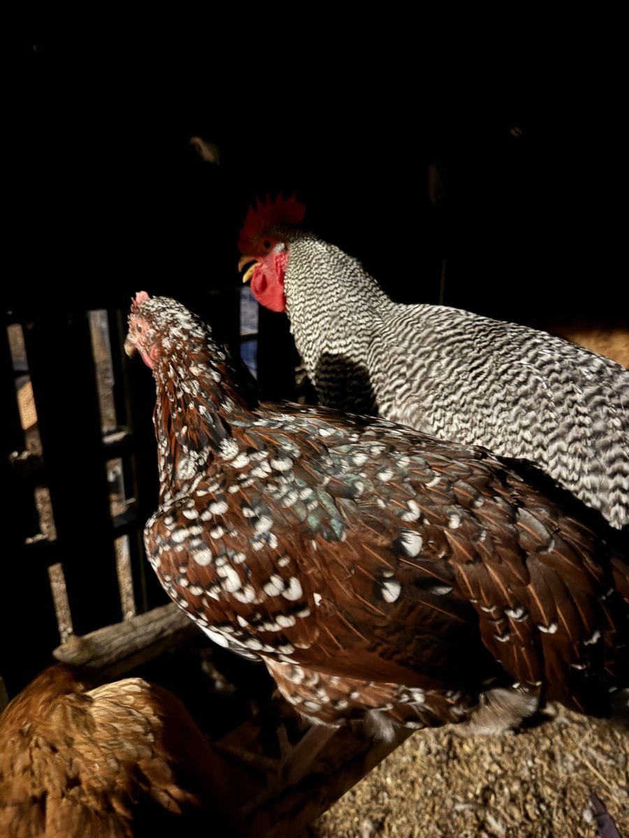 Speckled sussex Breeding Trio
