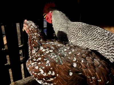Speckled sussex Breeding Trio