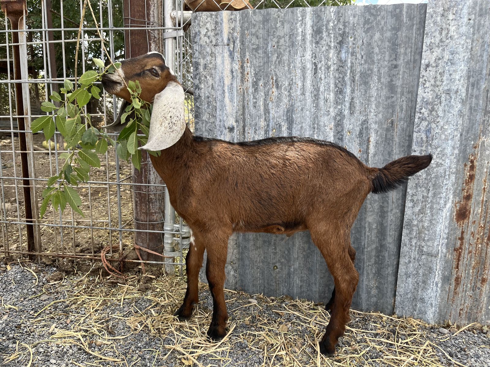 Purebred Nubian Bucklings