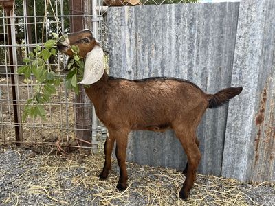 Purebred Nubian Bucklings
