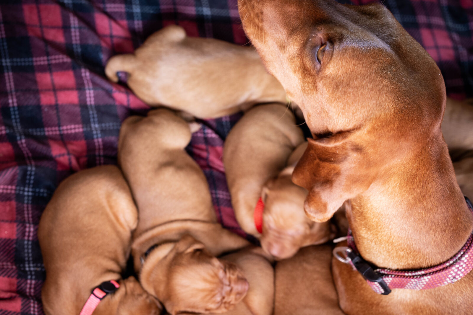 Purebred Vizsla Puppies