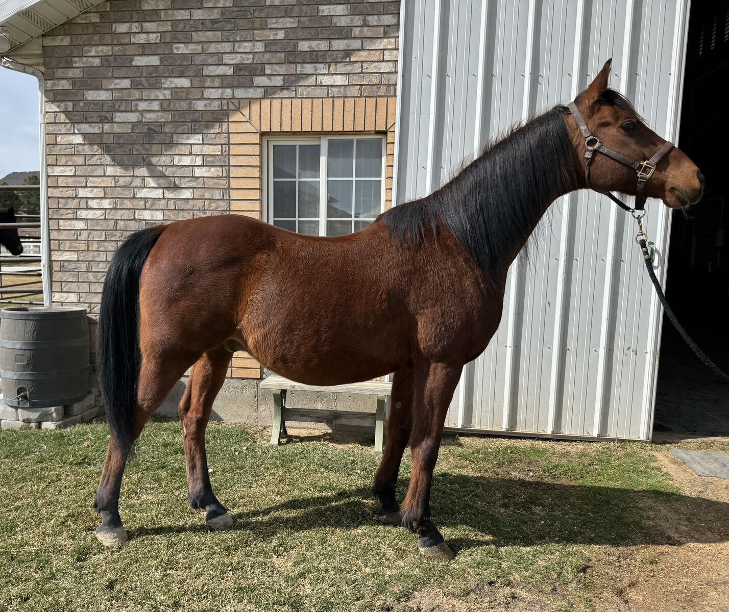 Arabian Gelding