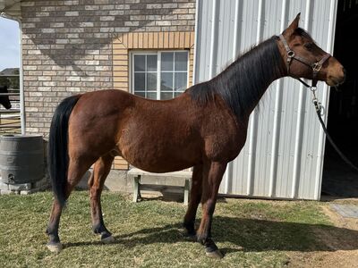 Arabian Gelding