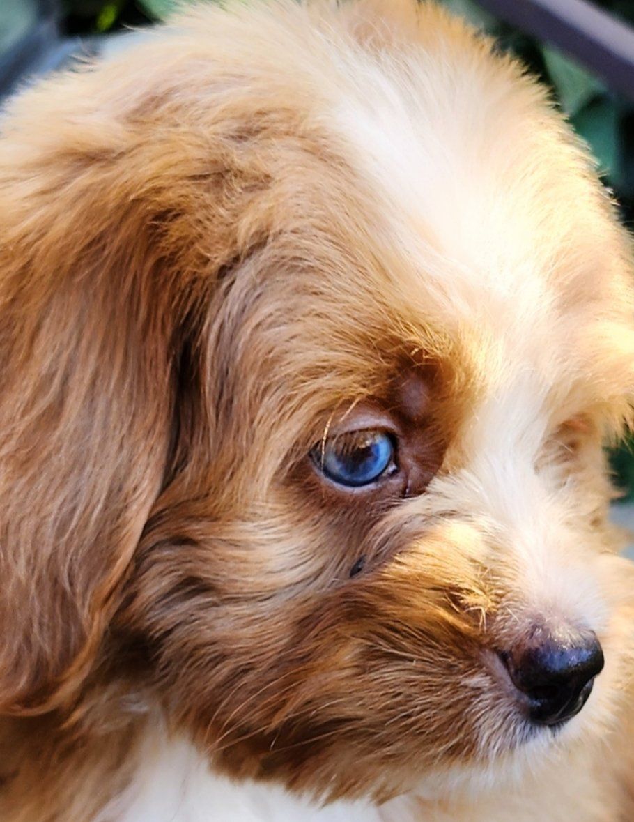 Micro Mini Bernedoodle- Crate Trained, Blue Eye