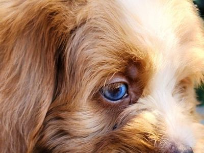 Micro Mini Bernedoodle- Crate Trained, Blue Eye